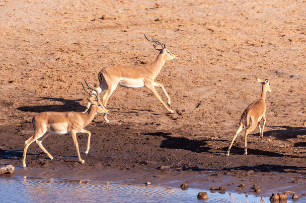Restless Impalas near a waterhole - Photo, Image
