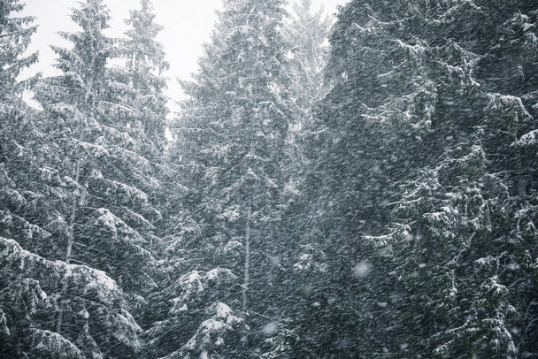 Picturesque view of coniferous forest on snowy winter day - Foto, afbeelding