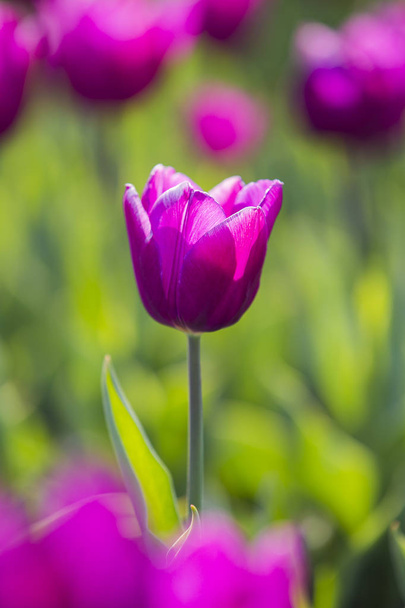 Spring beautiful purple tulips field close-up in garden. Selective focus. For banner or postcard. - Photo, image
