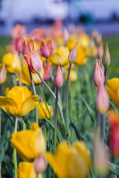 Pink and yellow tulips flower field spring background. Selective focus. - Photo, image