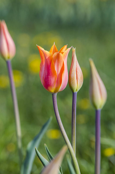 Pink and yellow tulips flower field spring background. Selective focus. - 写真・画像