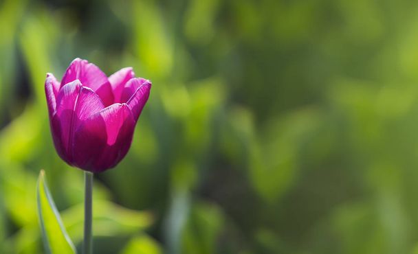 Spring beautiful purple tulips field close-up in garden. Selective focus. For banner or postcard. - 写真・画像