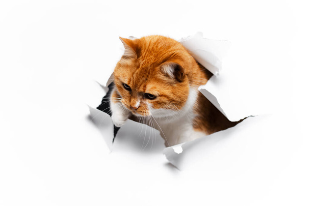 Close-up portrait of red cat through white torn paper hole. - Foto, Bild