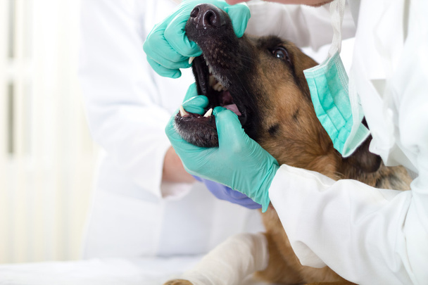 Vet dentist is checking dog's teeth - Фото, изображение