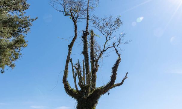 Vidéki táj Dél-Brazíliában. Egy száraz fa, amit gyomok vesznek el a napfénnyel és a kék égbolttal szemben.. - Fotó, kép