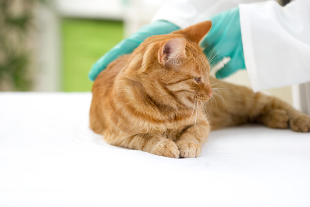 vet checks the health of a cat in a veterinary clinic - Zdjęcie, obraz