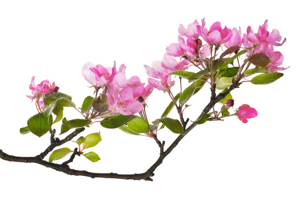 árvore de maçã rosa isolado ramo floral
 - Foto, Imagem