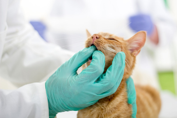 veterinarian checks teeth to a small kitten - Photo, image