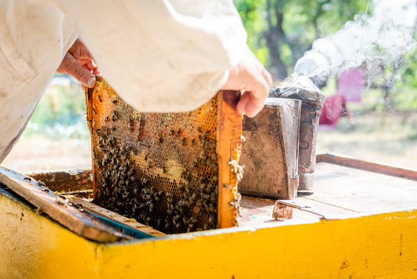 O apicultor abre a colmeia para se preparar para a nova temporada. Confira a família de abelhas na primavera
. - Foto, Imagem