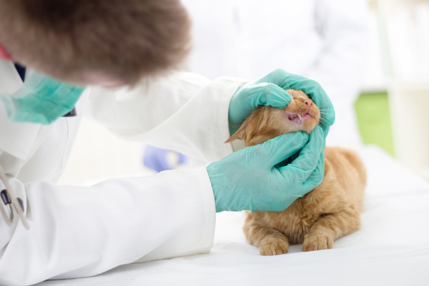The veterinarian checks teeth to a small kitten - Foto, immagini
