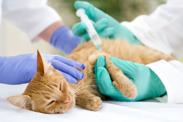 veterinary giving the vaccine to the little cat - Foto, imagen