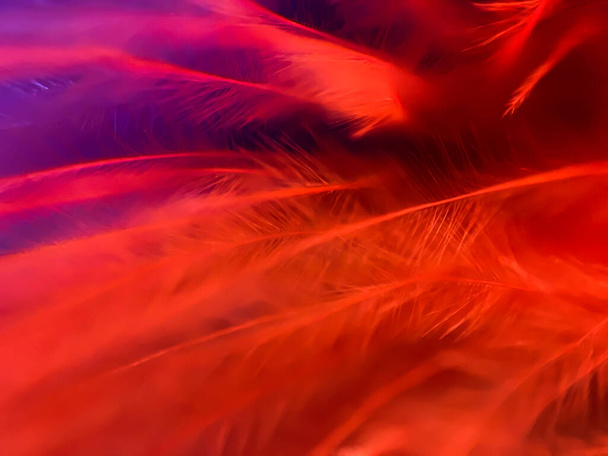 Kleurrijke veren in extreme close-up. Macro heeft geschoten. Abstracte achtergrond - Foto, afbeelding
