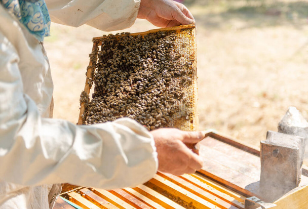 The beekeeper opens the hive, the bees checks, checks honey. Beekeeper exploring honeycomb. - Valokuva, kuva