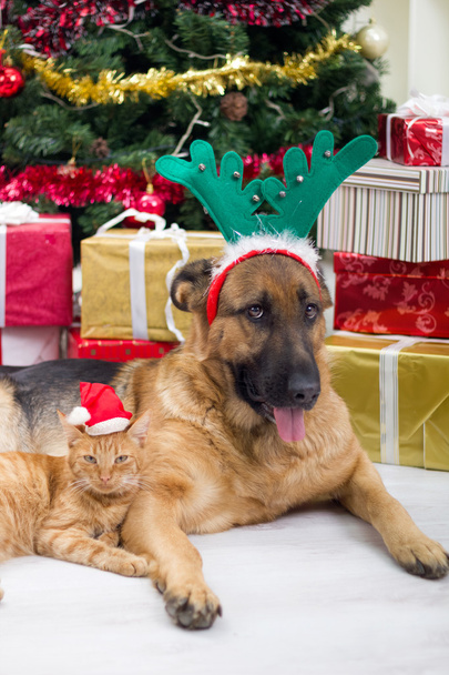 two best friends dog and cat in Christmas night - Fotoğraf, Görsel