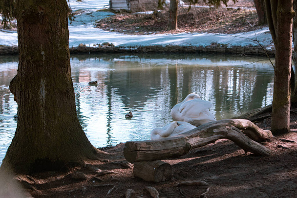 Göl kıyısında kendilerini temizleyen iki kuğu. vahşi yaşam - Fotoğraf, Görsel