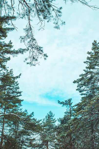 fir trees in snow blue sky with clouds copy space - Photo, Image