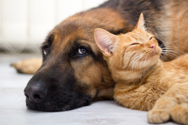 German Shepherd Dog and cat together - Photo, Image