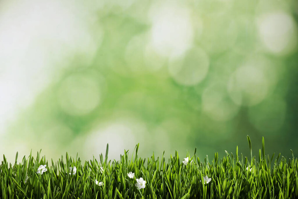 Fresh green grass and white flowers on blurred background, space for text. Spring season - Foto, immagini