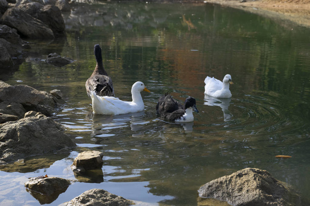 Los patos nadan en los estanques. Aves y animales en el concepto de vida silvestre
. - Foto, Imagen