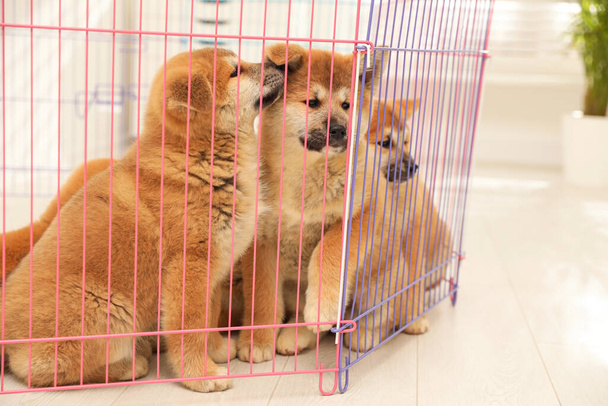 Cute Akita Inu puppies in playpen indoors. Baby animals - Photo, image