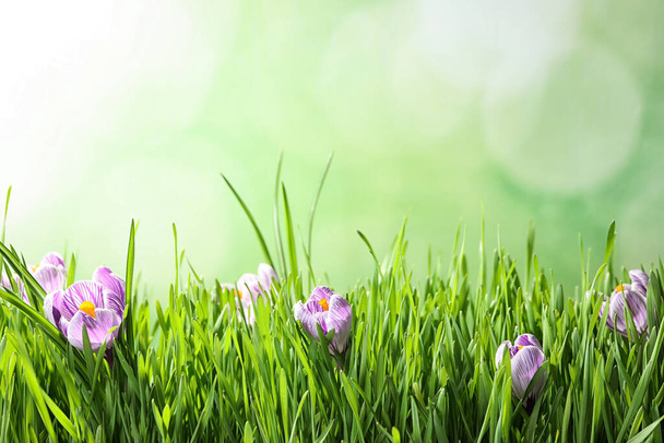 Fresh grass and crocus flowers on light green background, space for text. Spring season - Fotografie, Obrázek