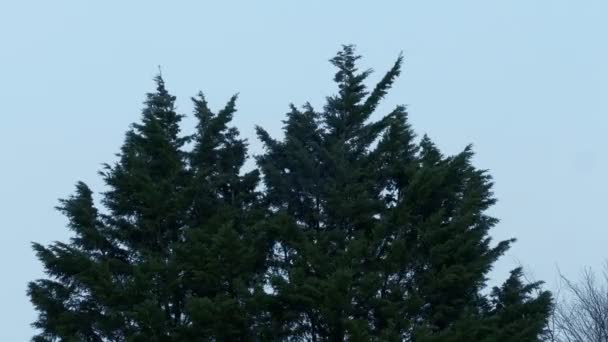 Bushy Tree In Strong Wind - Imágenes, Vídeo