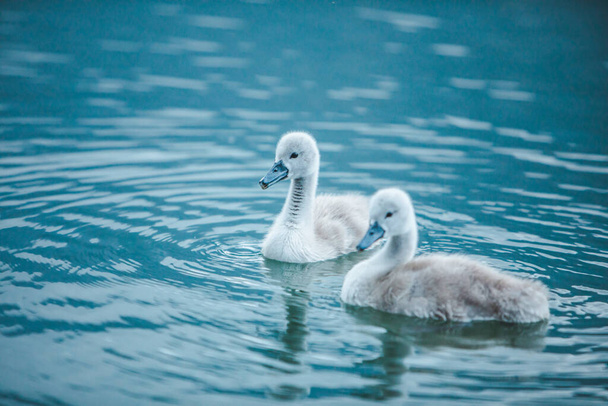 κύκνοι οικογένεια στο νερό της λίμνης close up φροντίδα αγάπη - Φωτογραφία, εικόνα