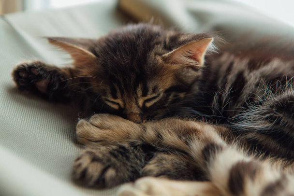 Lindo gato gato de bengala de carbón que duerme en la cama de la ventana del gato con el gato de bengala de oro mayor. Asiento soleado para gato en la ventana
. - Foto, imagen