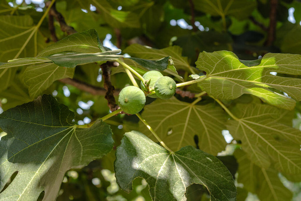 Figuier. Figues vertes non mûres poussent sur la branche d'arbre fruitier avec un feuillage luxuriant dans le jardin italien
 - Photo, image