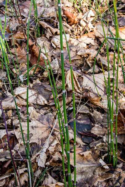 Scouring rush horsetail or Equisetum hyemale is a grass-like bamboo plant, used for ornamental plants. - Photo, Image