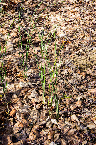 Scouring rush horsetail or Equisetum hy=is a grass-like bamboo plant, used for ornamental plants. - Foto, Imagem