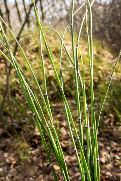 Scouring kiire hevosenhäntä tai Equisetum hystrol on ruoho kaltainen bambu kasvi, jota käytetään koristekasvit. - Valokuva, kuva