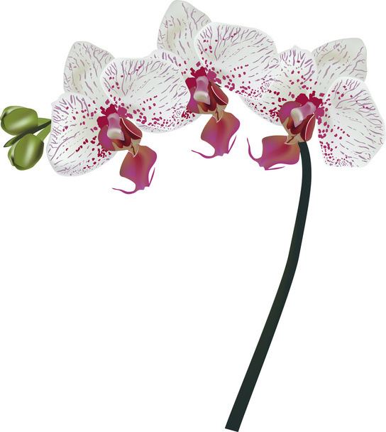 branche florale isolée d'orchidée blanche et violette
 - Vecteur, image