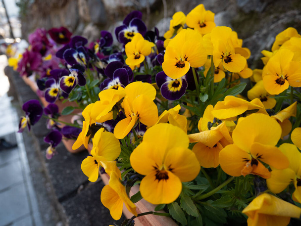 The yellow and violet flowers in the pots near the walkway - Photo, image