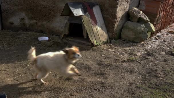 Wściekły mały pies stróżujący posiadłości - Materiał filmowy, wideo