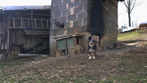 Pequeño perro guardián enojado de la finca
 - Metraje, vídeo