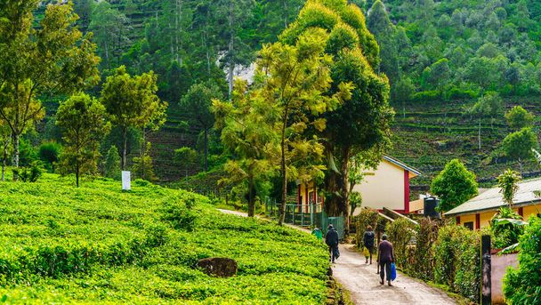 Zobrazit na čajové plantáže výběr na cestě do práce v Haputale, Srí Lanka - Fotografie, Obrázek