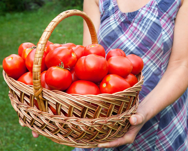 Tomates suculentos vermelhos maduros na cesta de vime. Mulher segurando a cesta com tomates
. - Foto, Imagem
