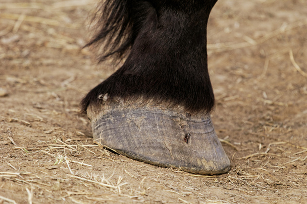 horse leg and hoof - Photo, Image