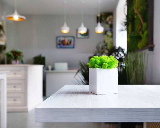 Зелений мох у білому квітковому горщику на столі
 - Фото, зображення