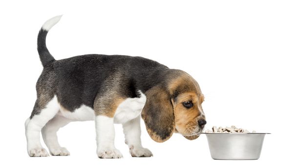 bir kase yemek koklama bir beagle yavru ayakta yan görünüm ben - Fotoğraf, Görsel