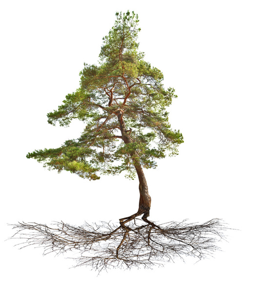 Zelená jediného borovice s root izolovaných na bílém - Fotografie, Obrázek