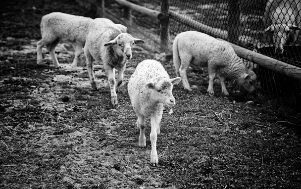 Sheep on farm, herbivorous animals, natural park - Photo, Image