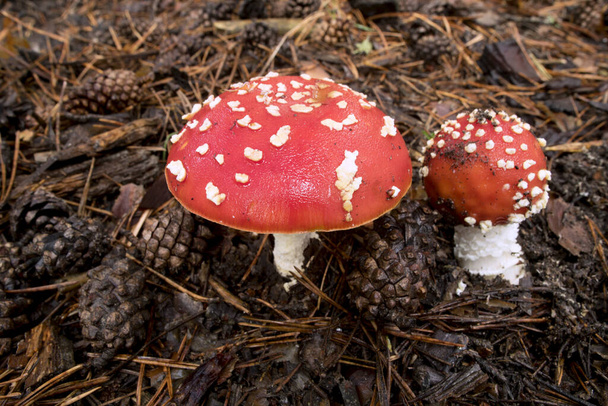 Amanita Muscaria, cogumelo venenoso e alucinógeno natural da floresta, Red tampado Cogumelo Mágico
 - Foto, Imagem