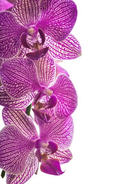 bliska różowa orchidea kwiecie - Zdjęcie, obraz