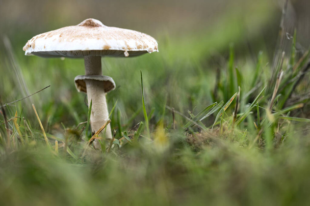 mushroom parasol on grass mushrooms, Macrolepiota mastoidea in green meadow - Photo, Image