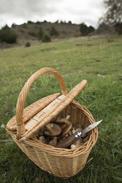 Furotus eryngii. Грибной Чертополох. Кардончелло гриб свежесобранный в поле, с корзиной и ножом
 - Фото, изображение