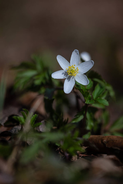 blossom of a forest anemone, snowdrop anemone - Photo, Image