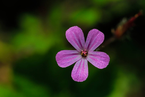 pojedynczy liliowy Geraniaceae kwiat na rozmytym zielonym tle - Zdjęcie, obraz