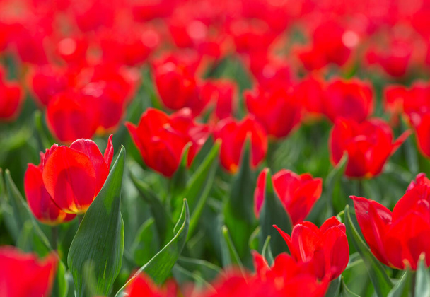 Bright red tulips blooming on field or garden with blurry background - 写真・画像